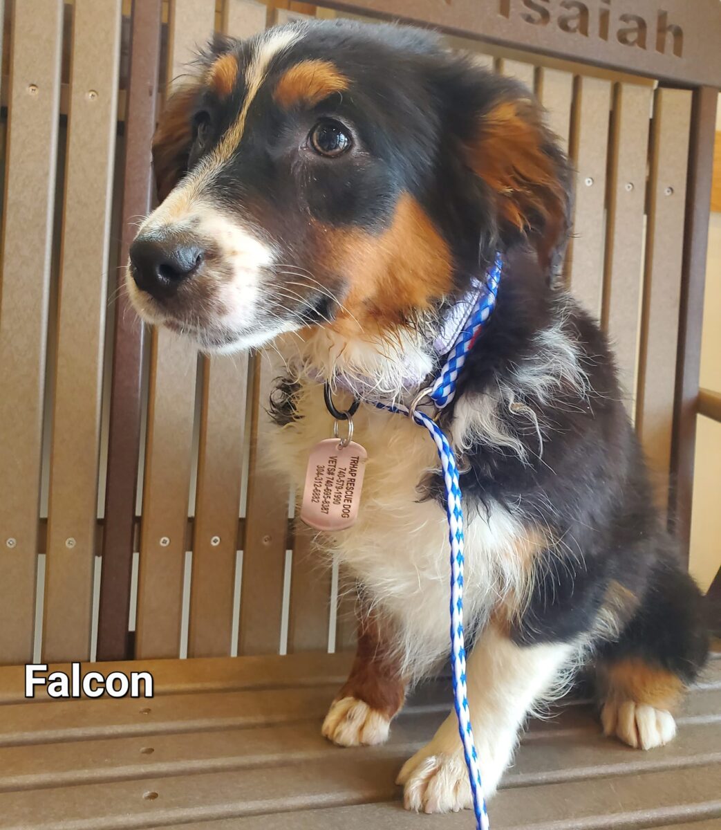 Falcon - The Road Home Animal Project
