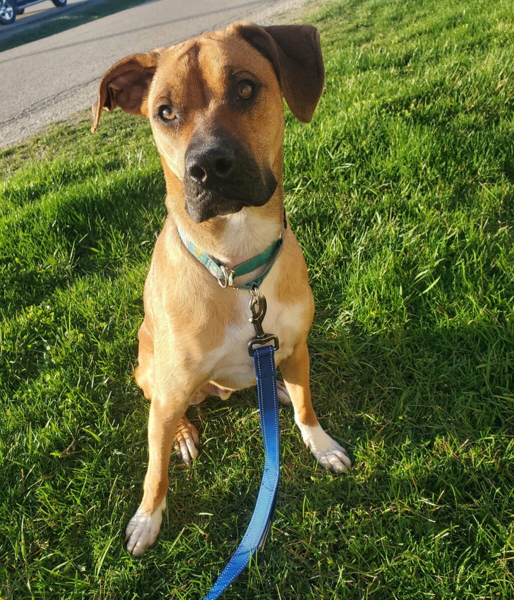 Gabe - The Road Home Animal Project