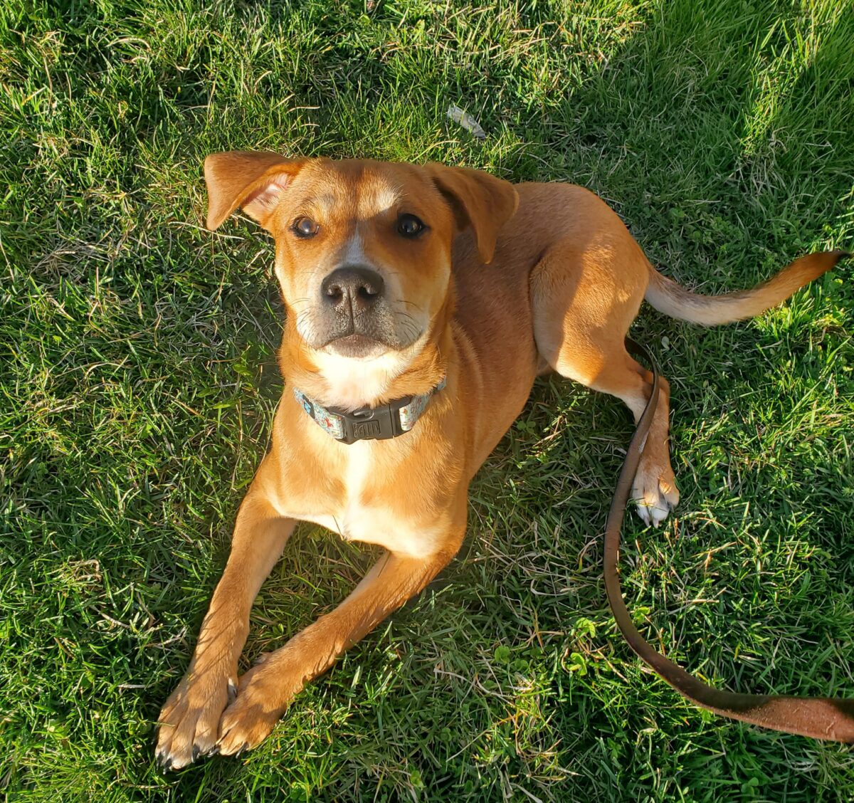 Harry - The Road Home Animal Project