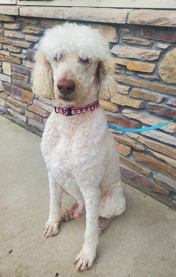 Kermit the Dog - The Road Home Animal Project