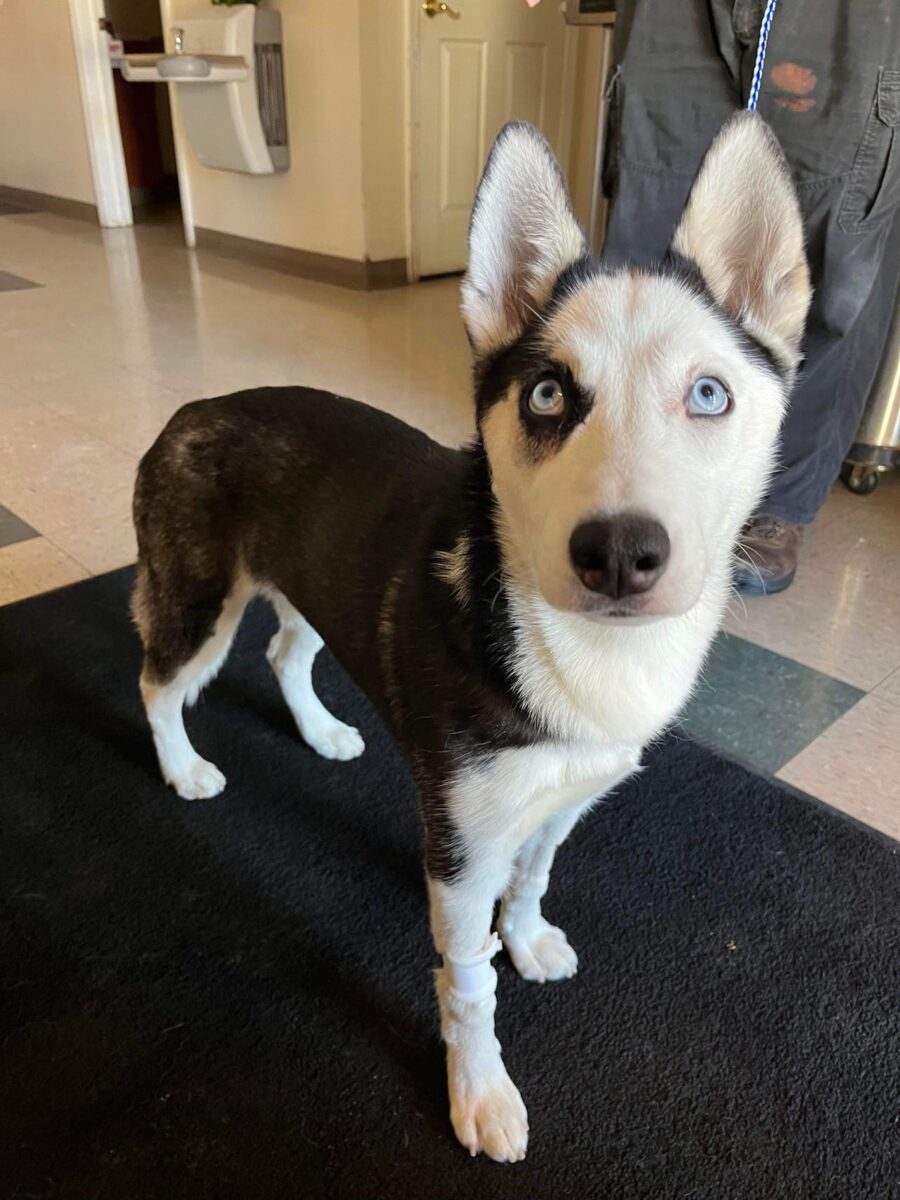 Luna - The Road Home Animal Project