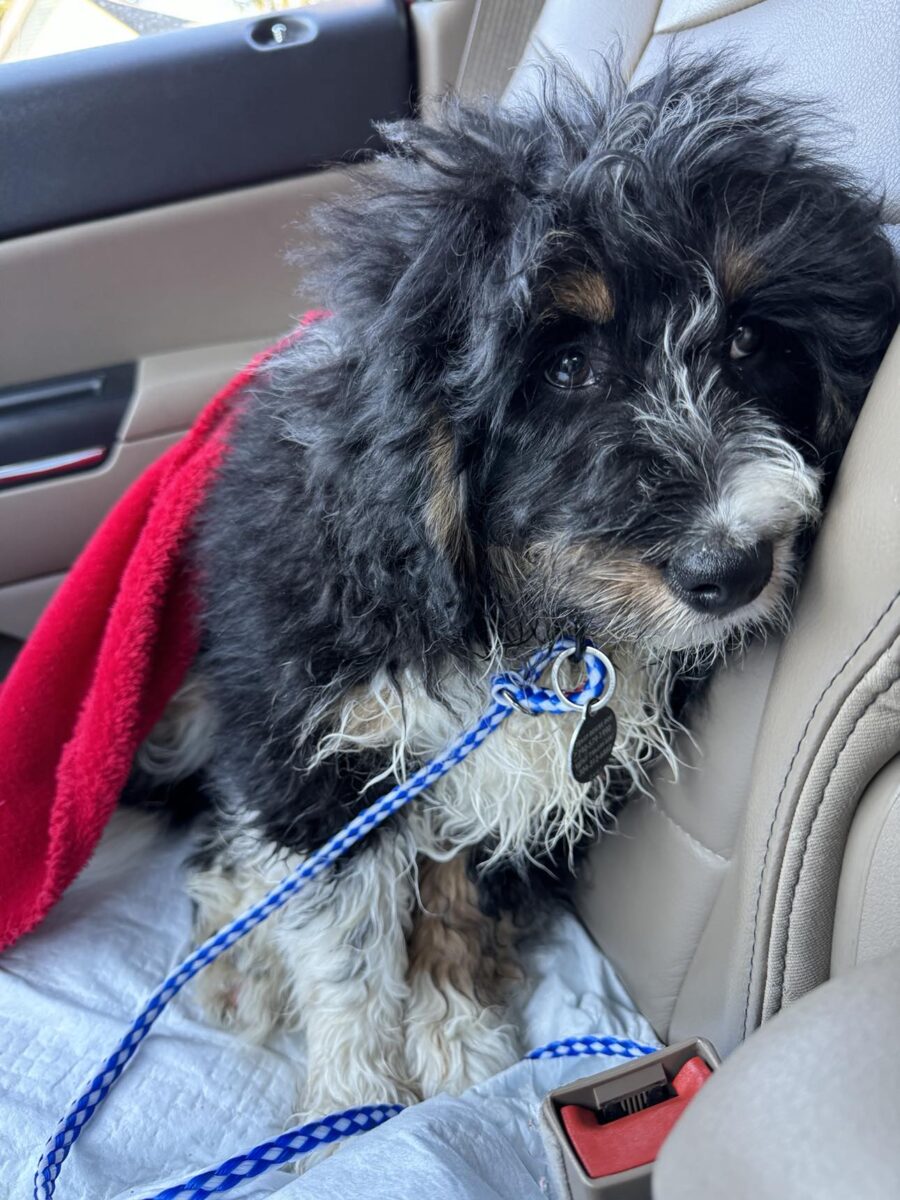 Pikachu - The Road Home Animal Project