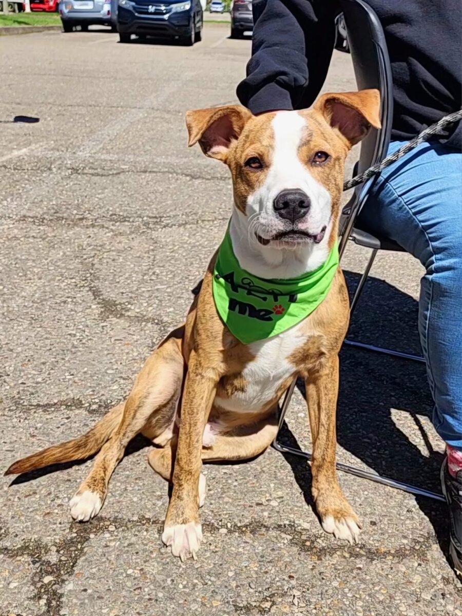 Rubble - The Road Home Animal Project