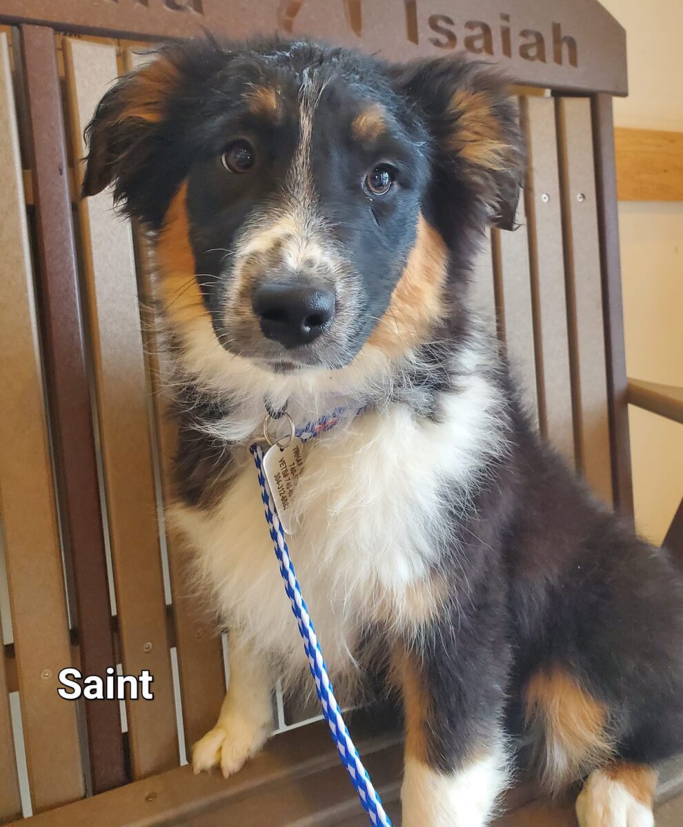 Saint - The Road Home Animal Project