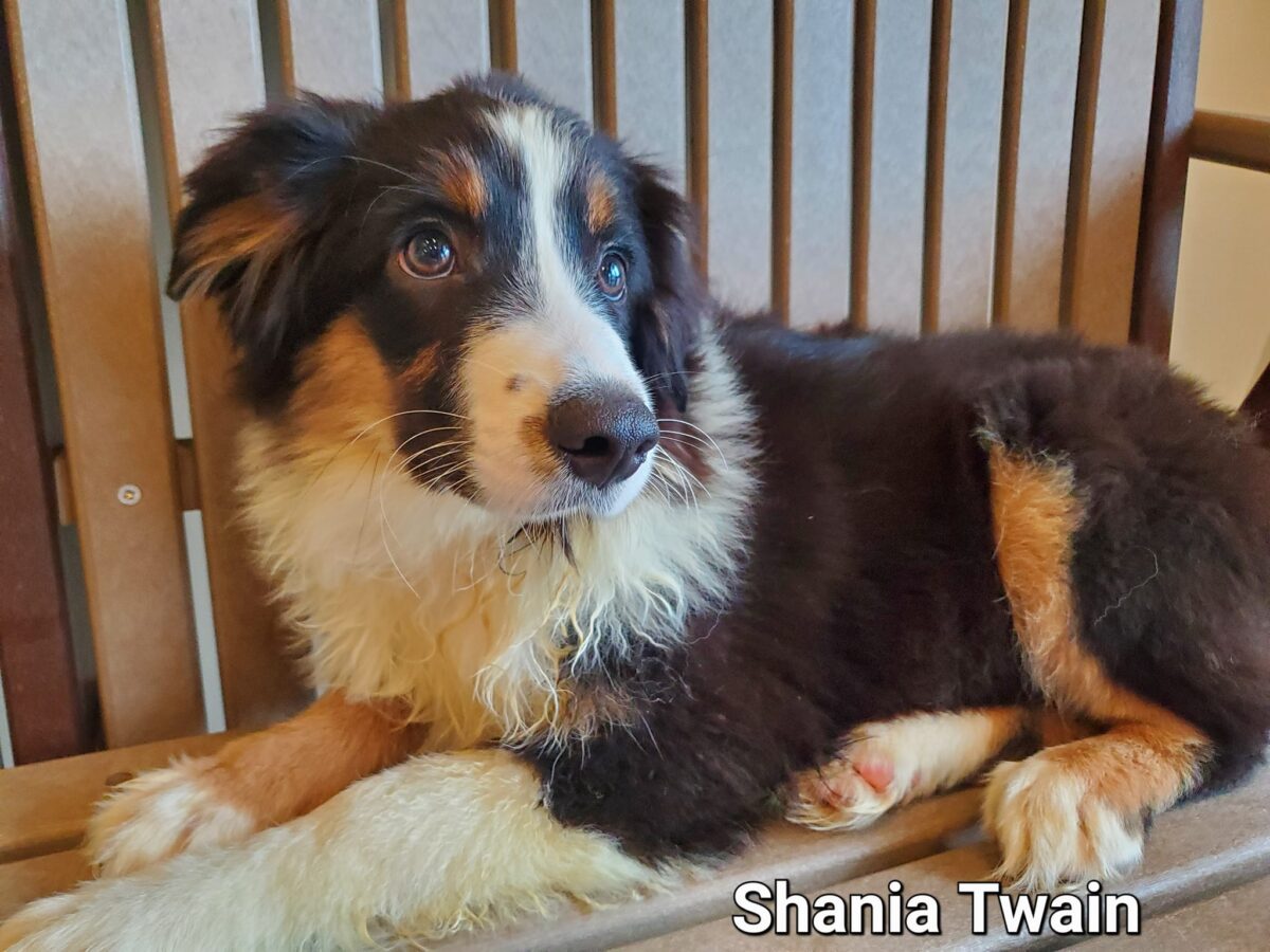 Shania Twain - The Road Home Animal Project