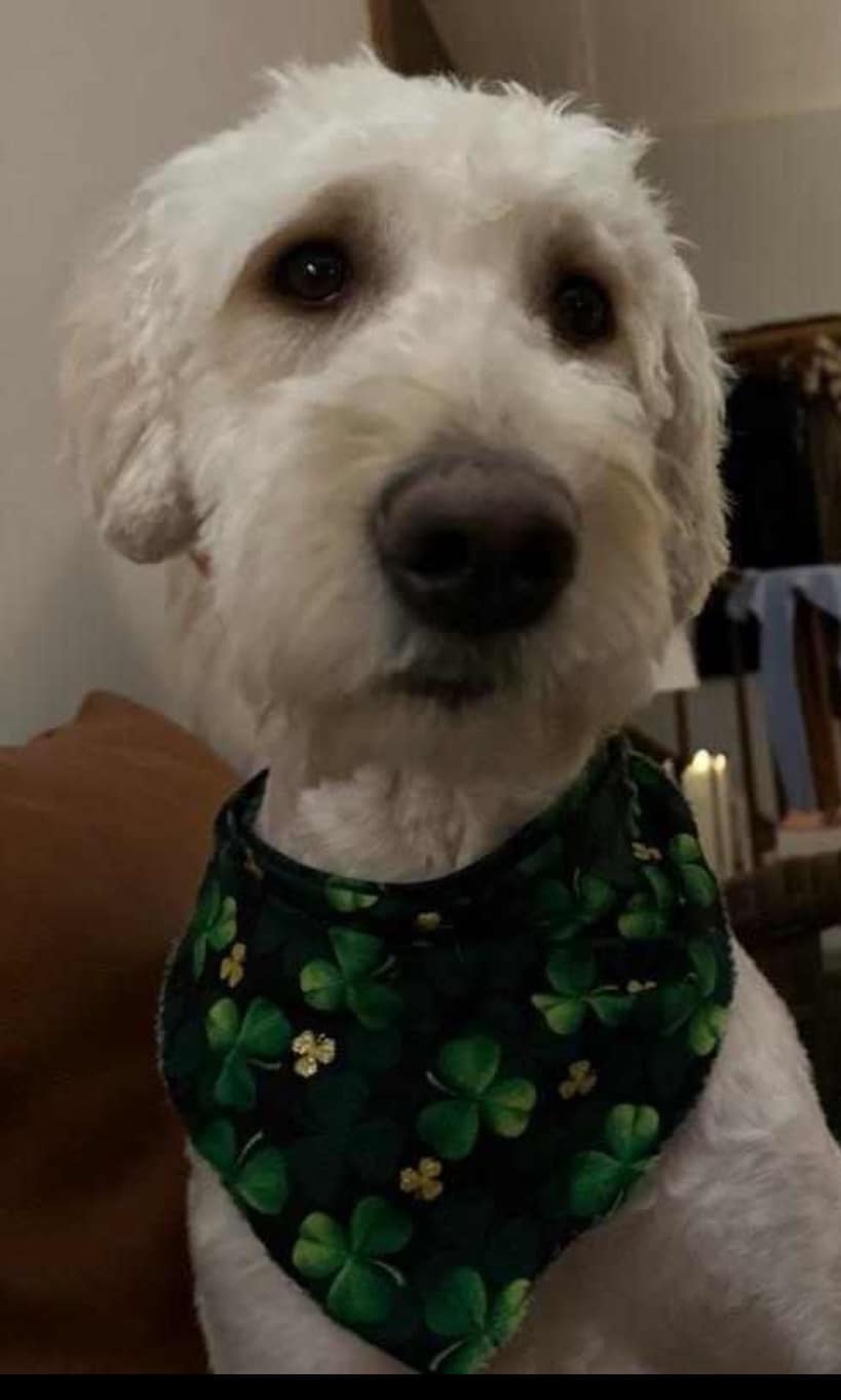 Anna - The Road Home Animal Project