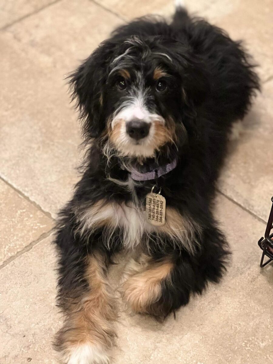 Betty - The Road Home Animal Project