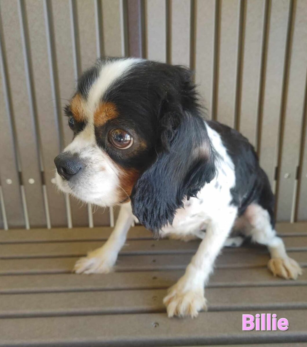 Billie - The Road Home Animal Project