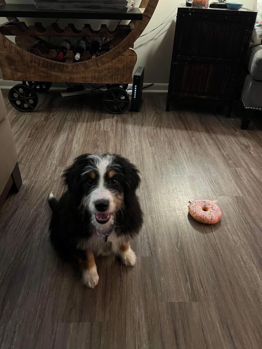 Boop - The Road Home Animal Project