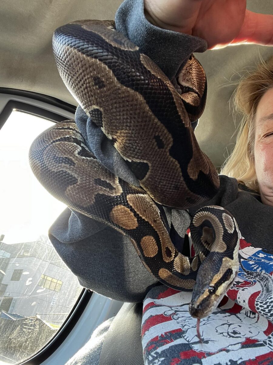 Francis - The Road Home Animal Project