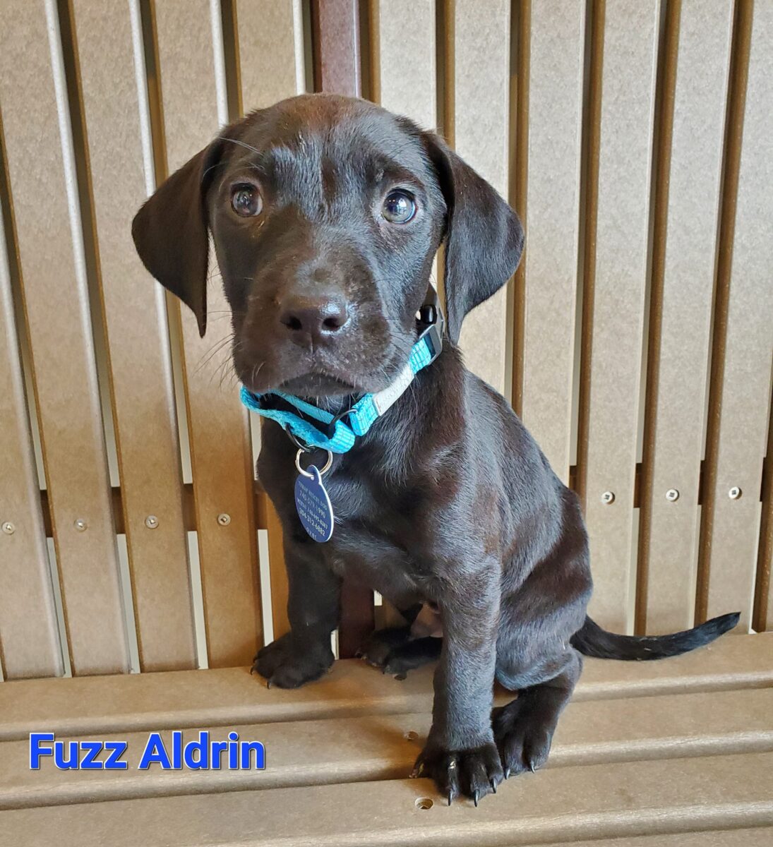 Fuzz Aldrin - The Road Home Animal Project