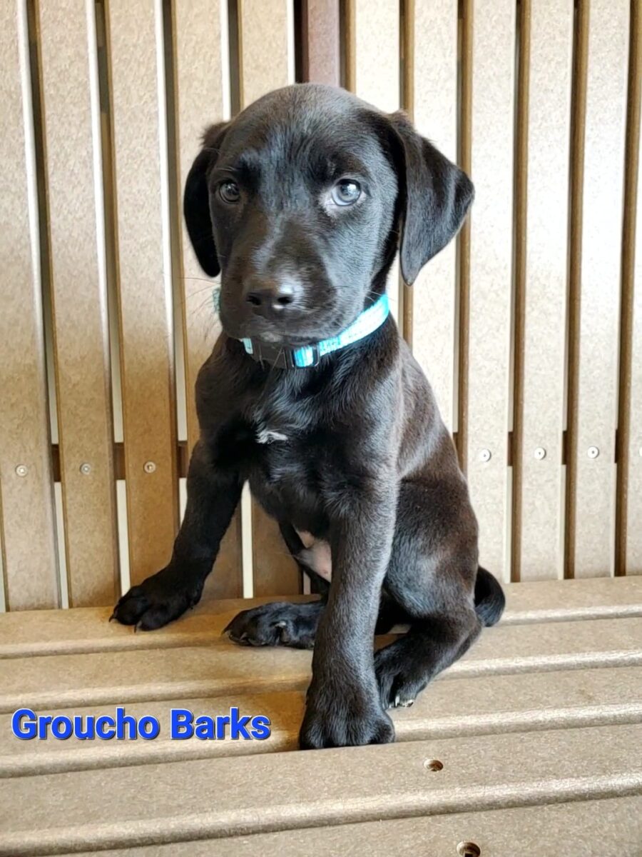 Groucho Barks - The Road Home Animal Project