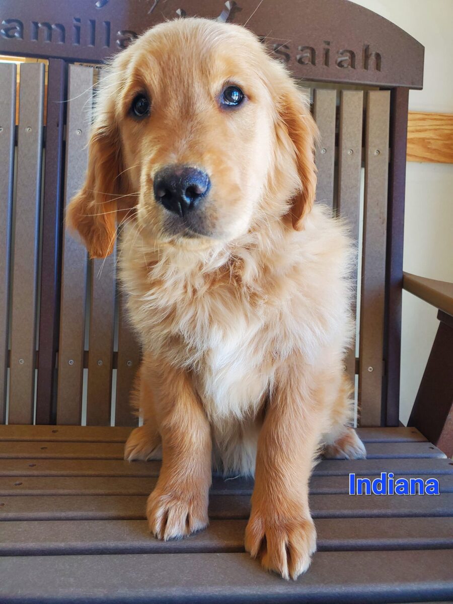 Indiana - The Road Home Animal Project