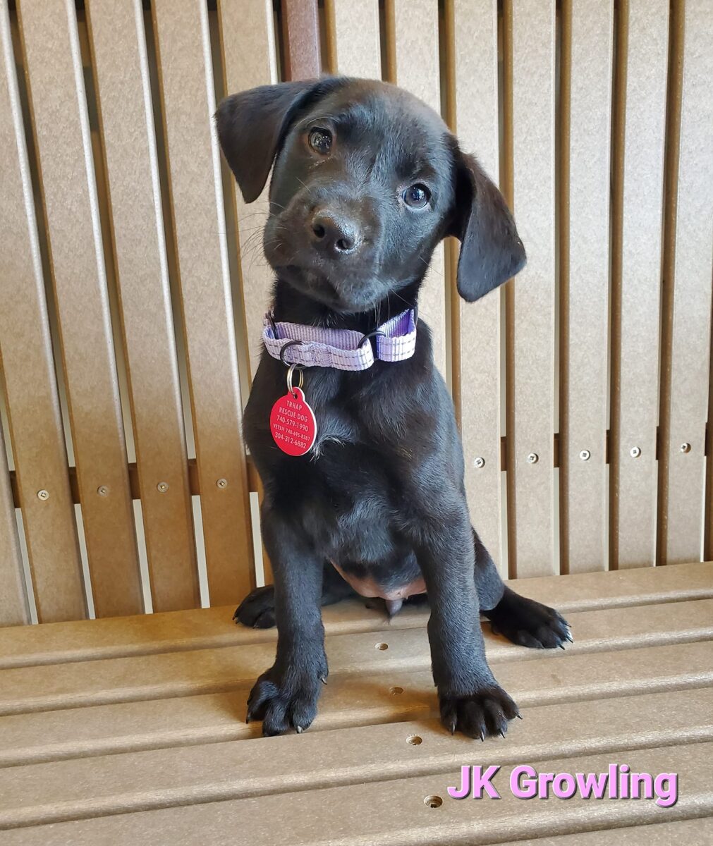 JK Growling - The Road Home Animal Project