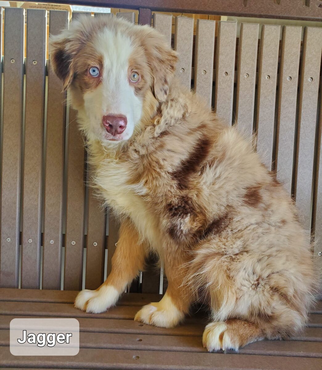 Jagger - The Road Home Animal Project