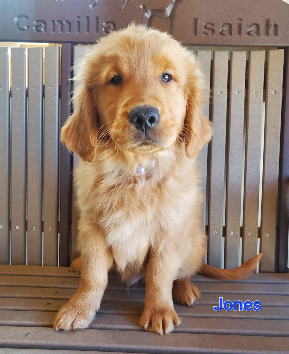 Jones - The Road Home Animal Project