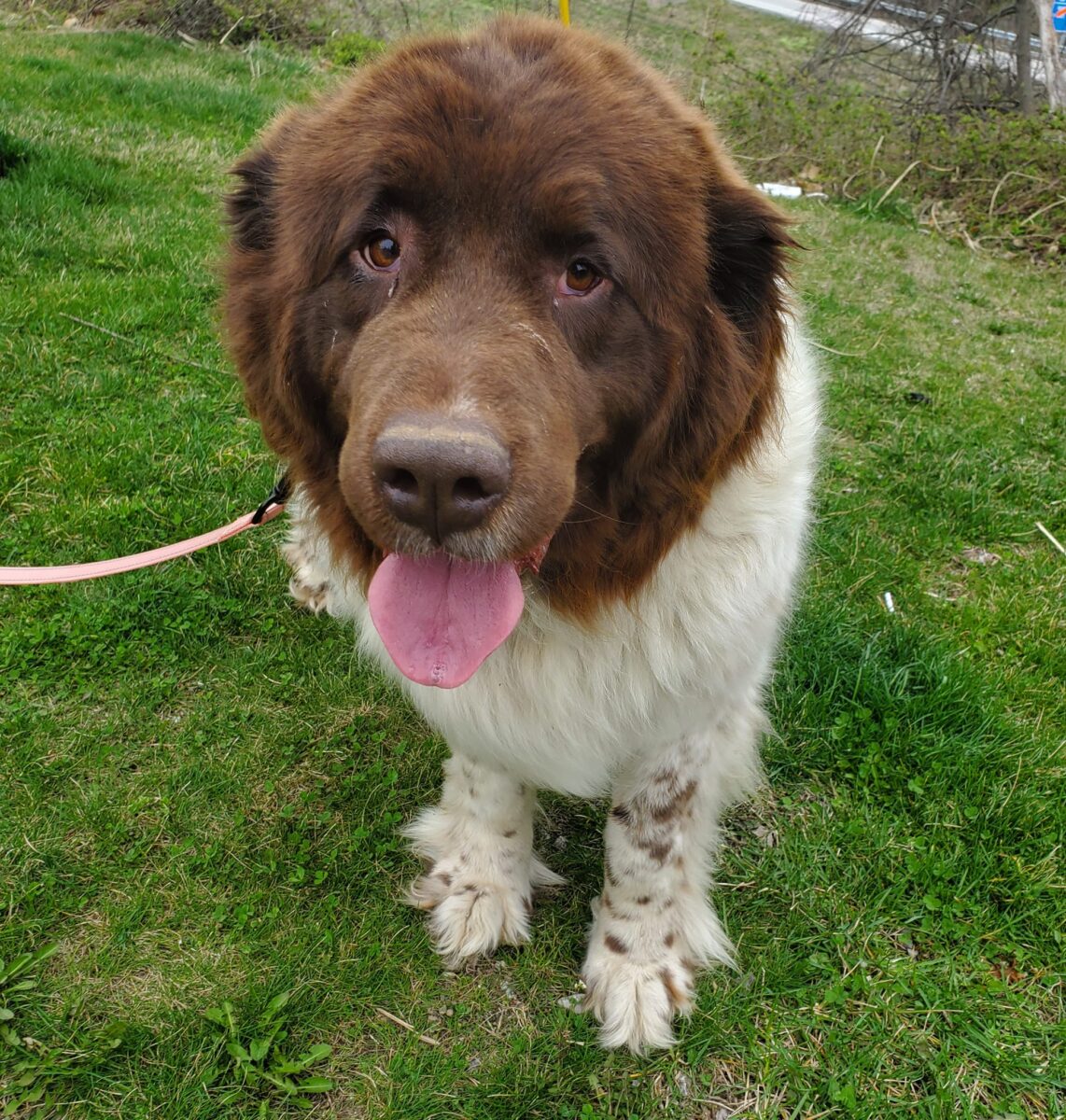 Ohanna - The Road Home Animal Project