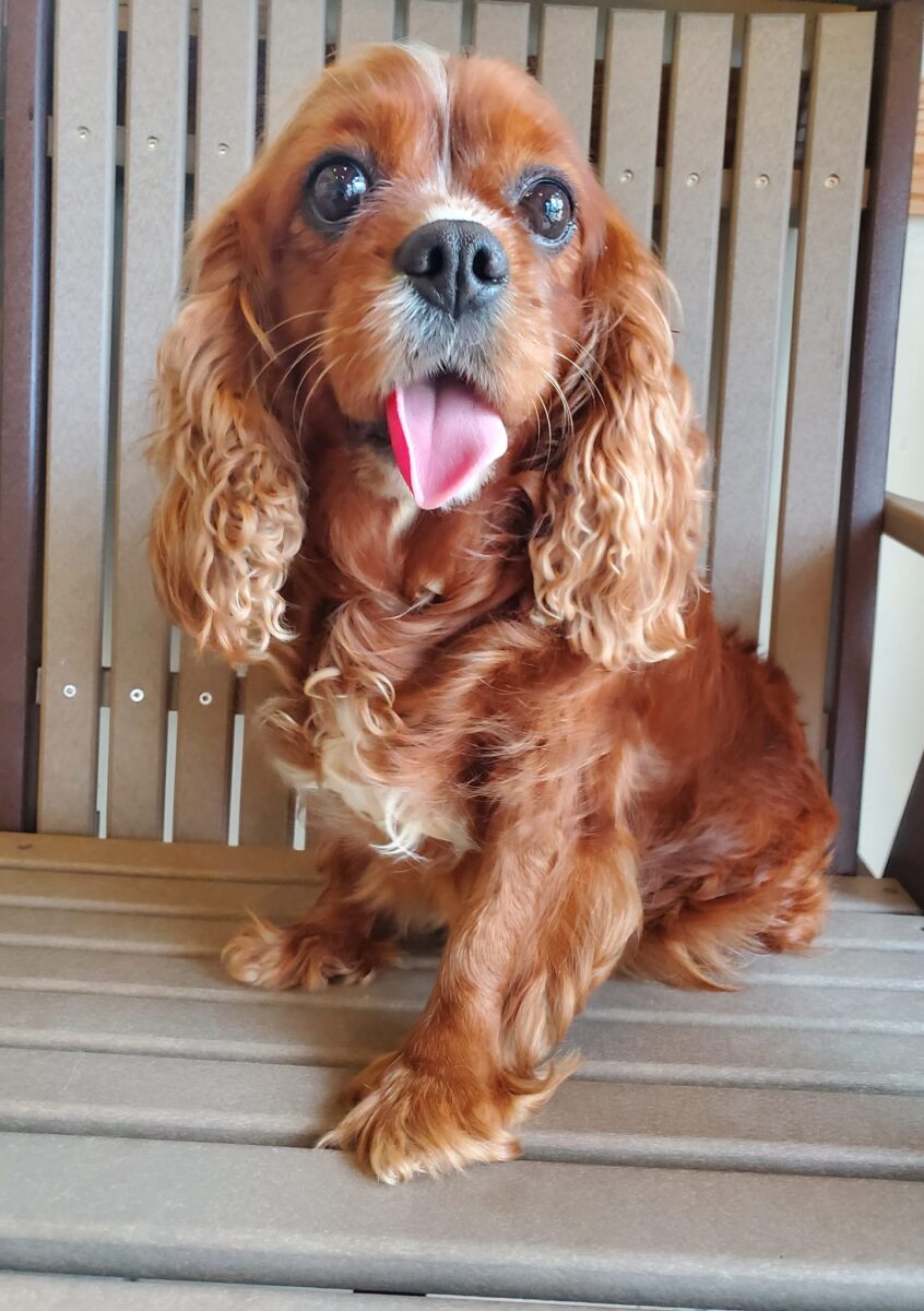 Ruby Mae - The Road Home Animal Project