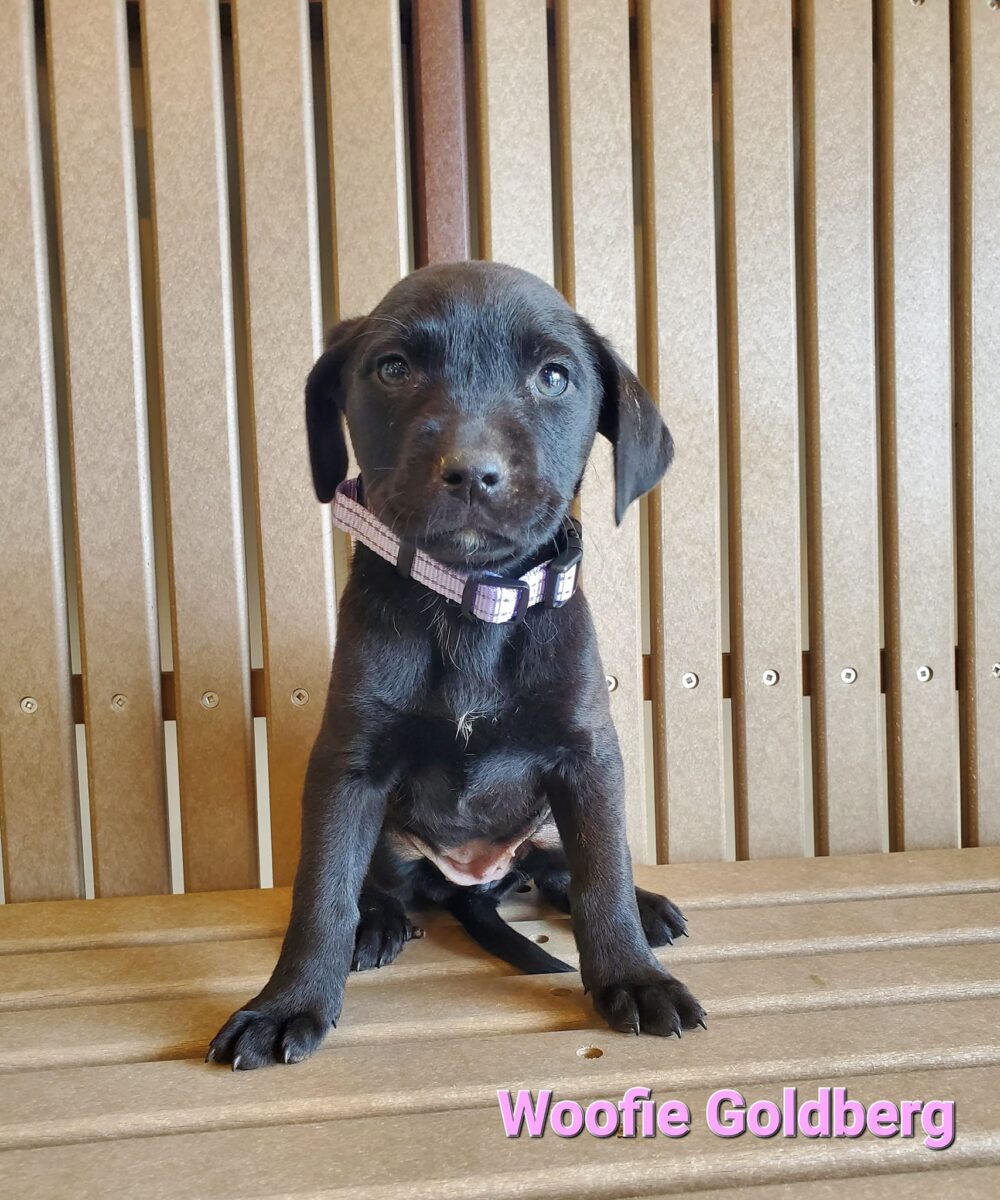 Woofie Goldberg - The Road Home Animal Project