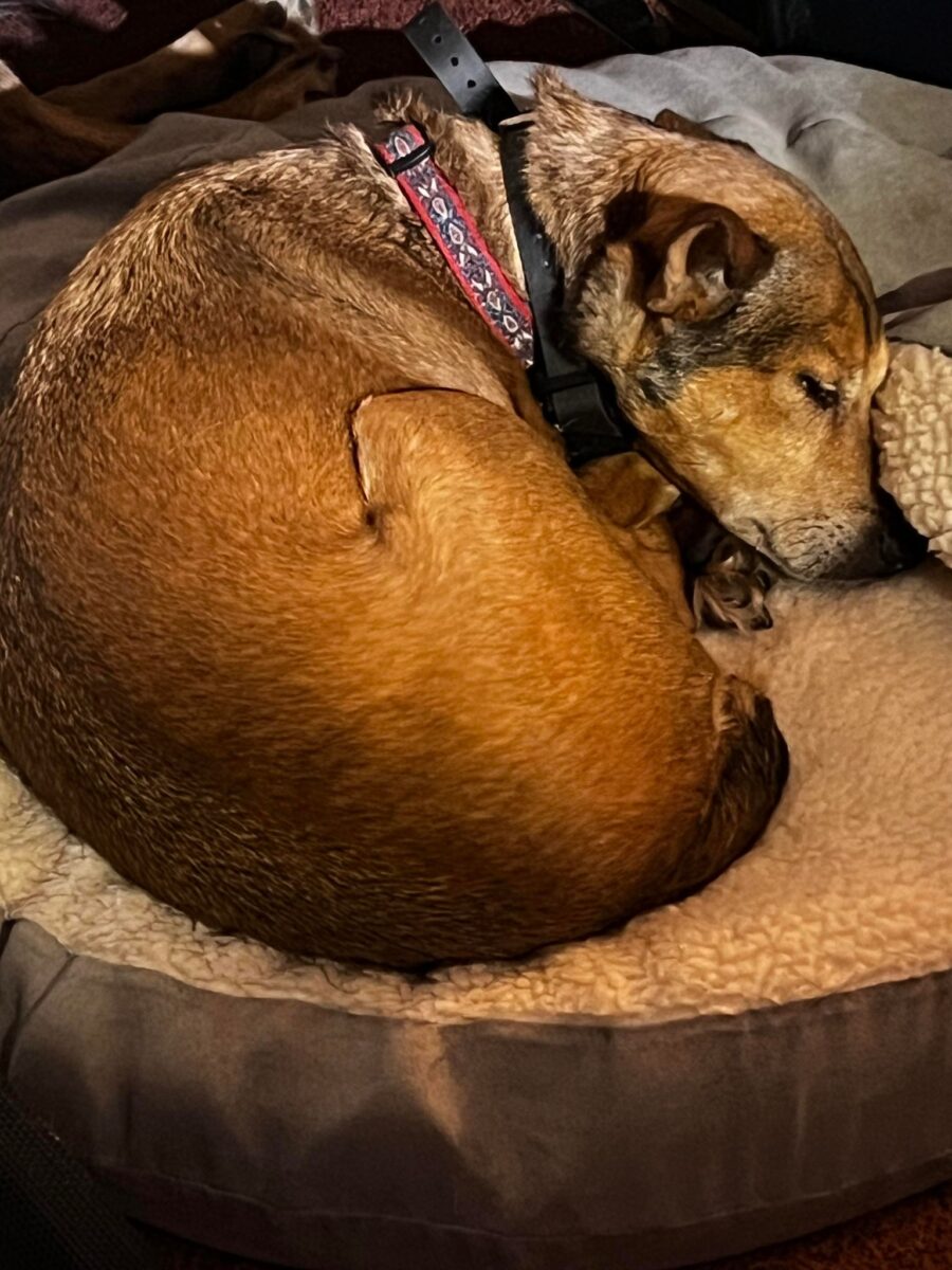 Xena - The Road Home Animal Project