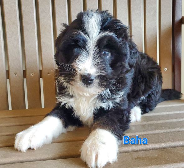 Baha - The Road Home Animal Project