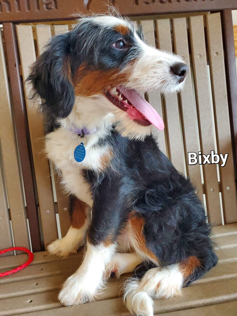 Bixby - The Road Home Animal Project