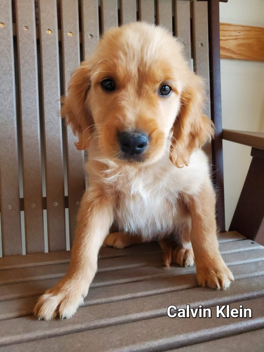 Calvin Klein - The Road Home Animal Project