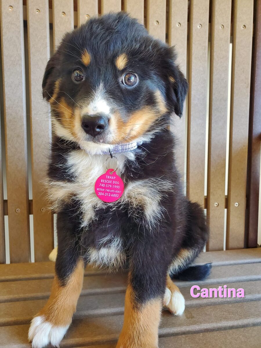 Cantina - The Road Home Animal Project