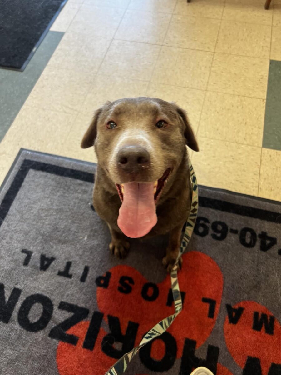 Coach - The Road Home Animal Project