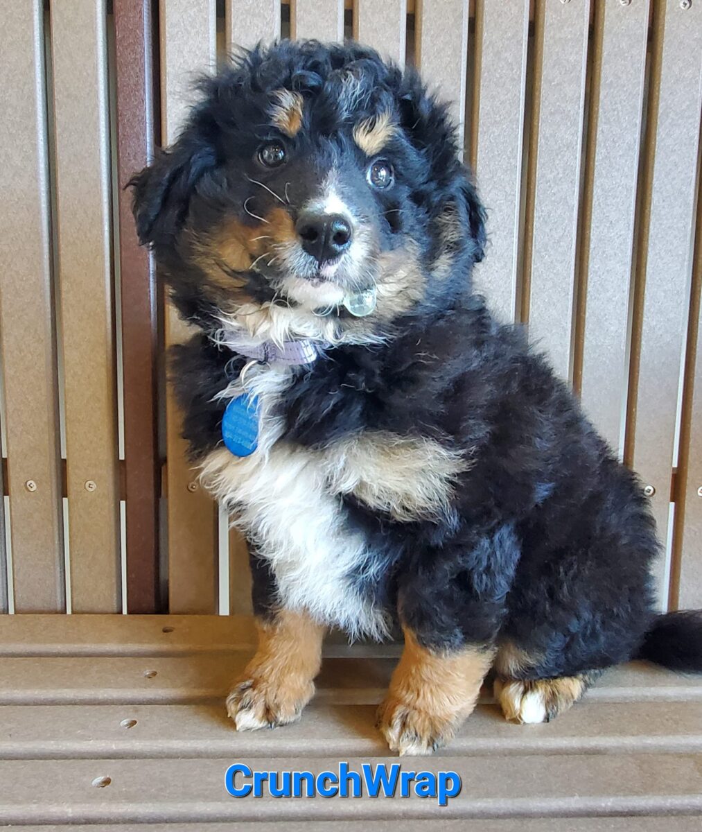 Crunchwrap - The Road Home Animal Project