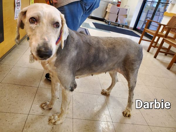 Darbie - The Road Home Animal Project