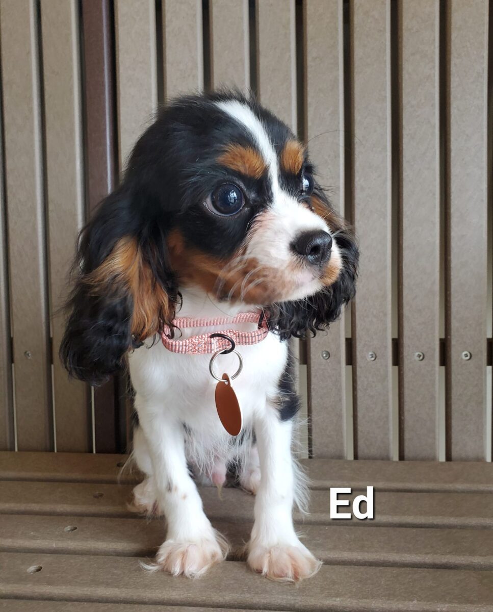 Ed - The Road Home Animal Project