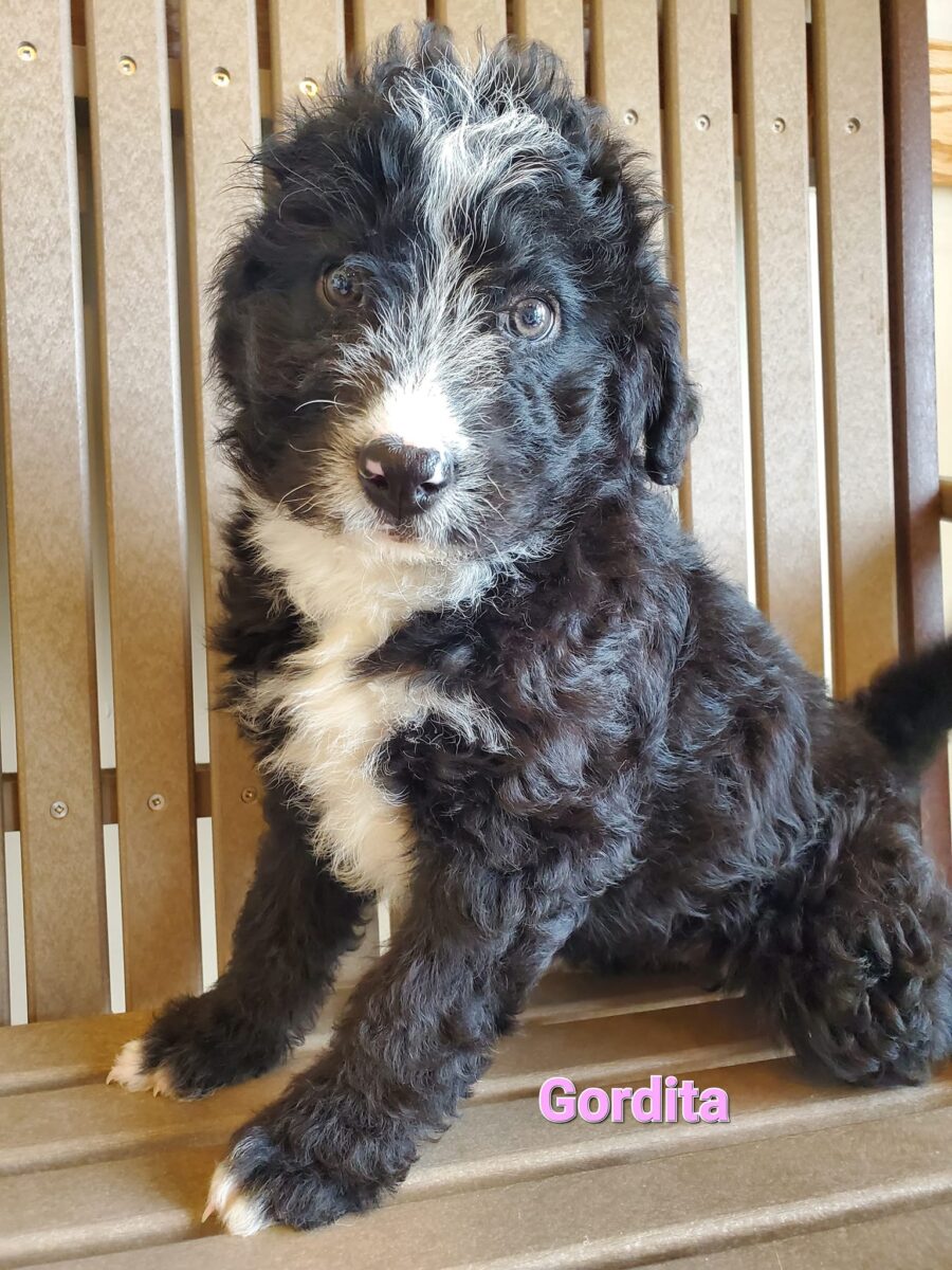 Gordita - The Road Home Animal Project