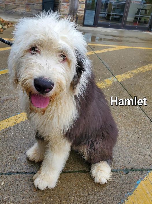 Hamlet - The Road Home Animal Project