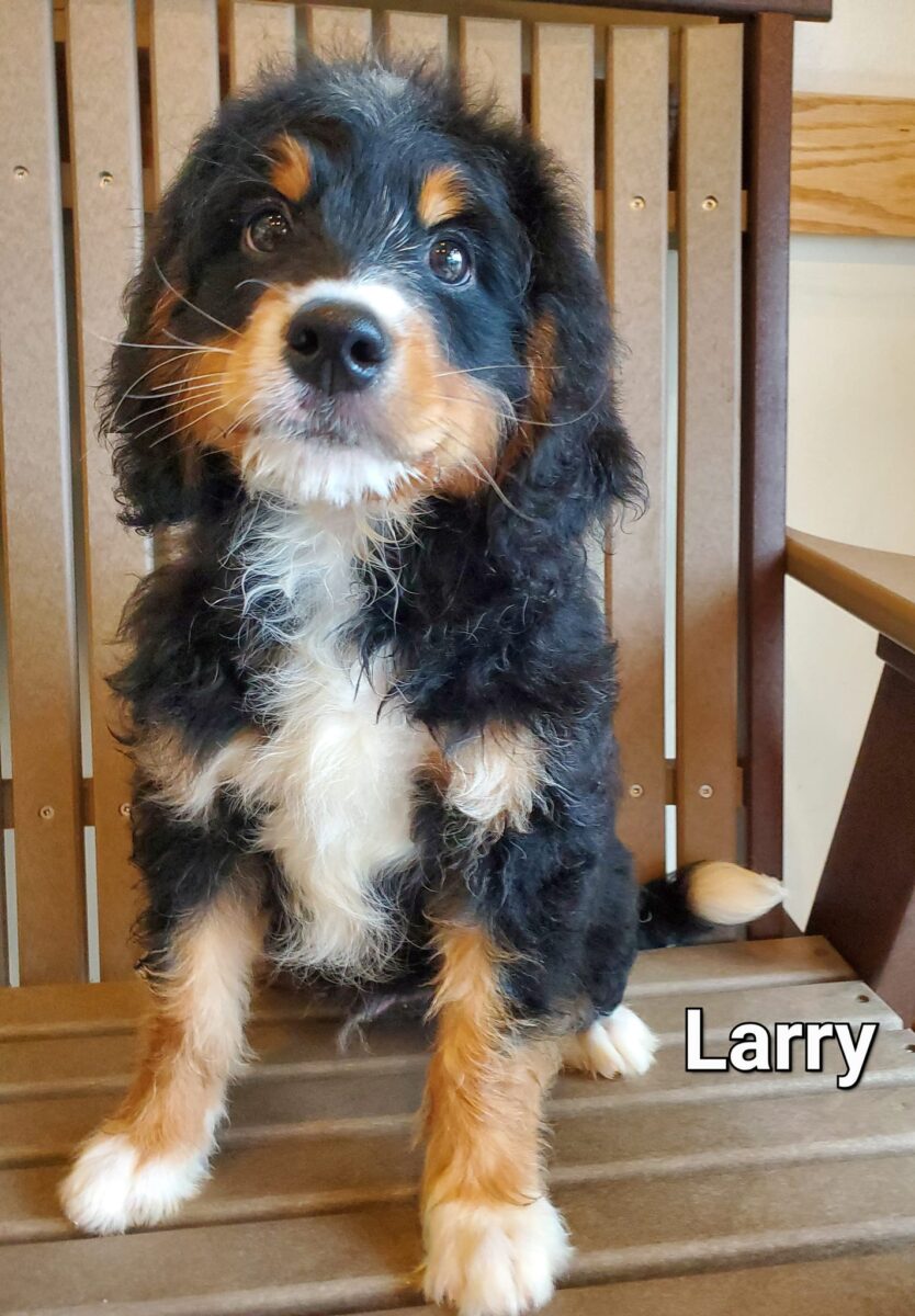 Larry - The Road Home Animal Project