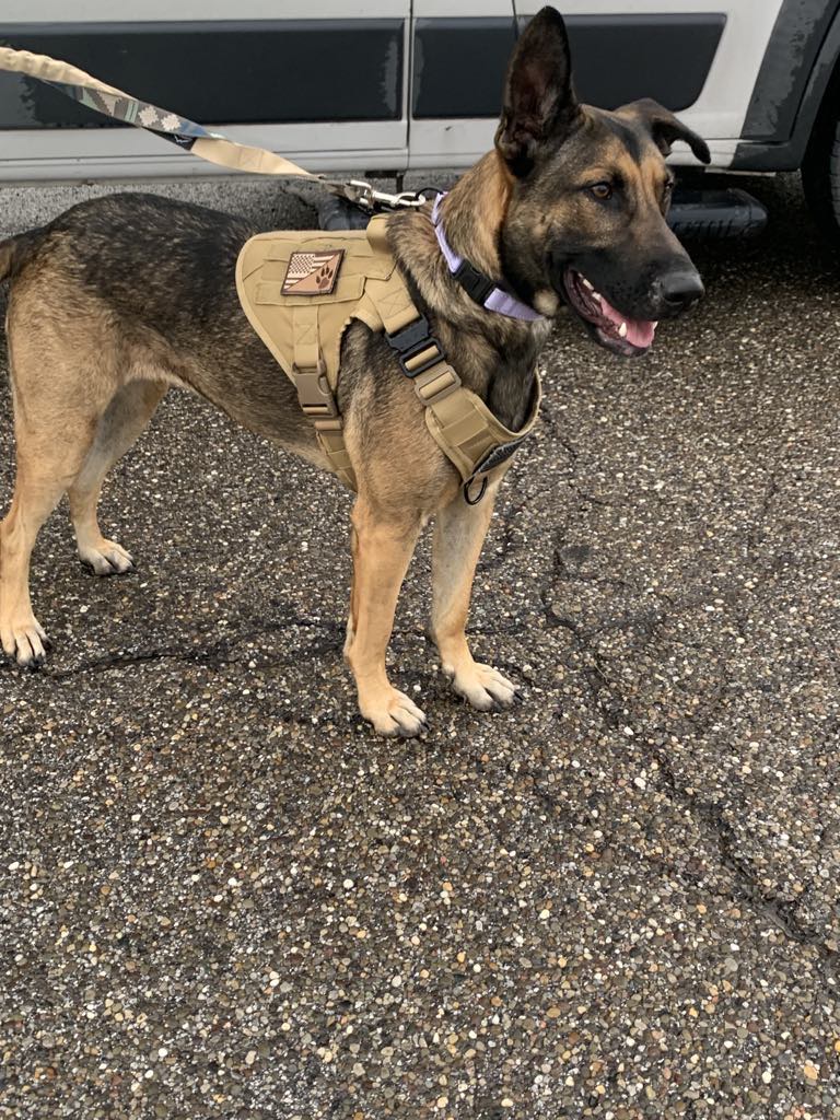 Luna - The Road Home Animal Project