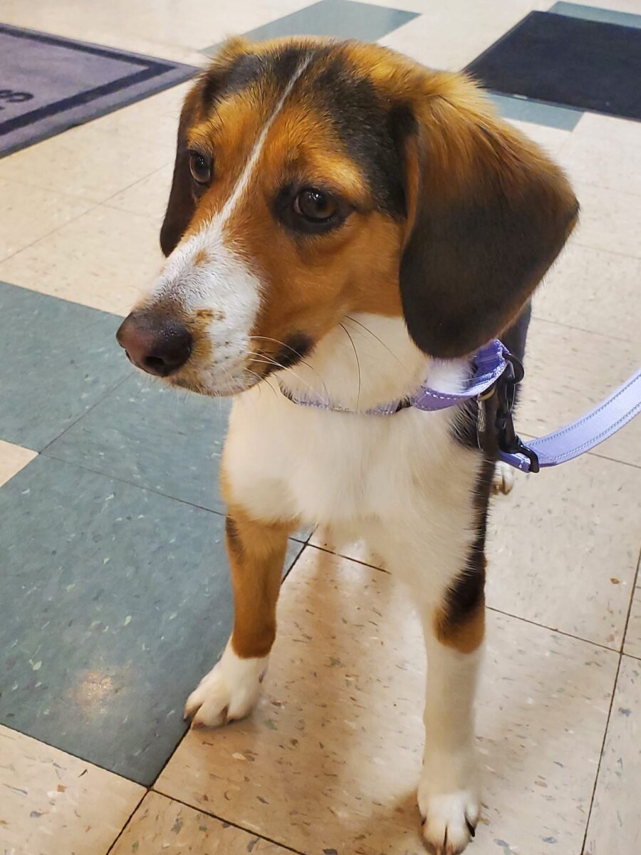 Maci - The Road Home Animal Project