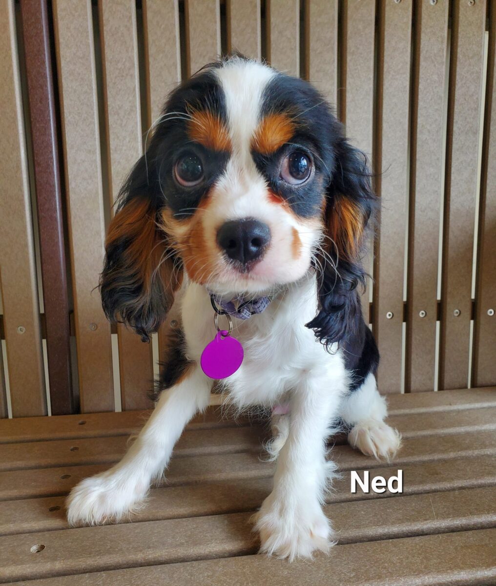 Ned - The Road Home Animal Project