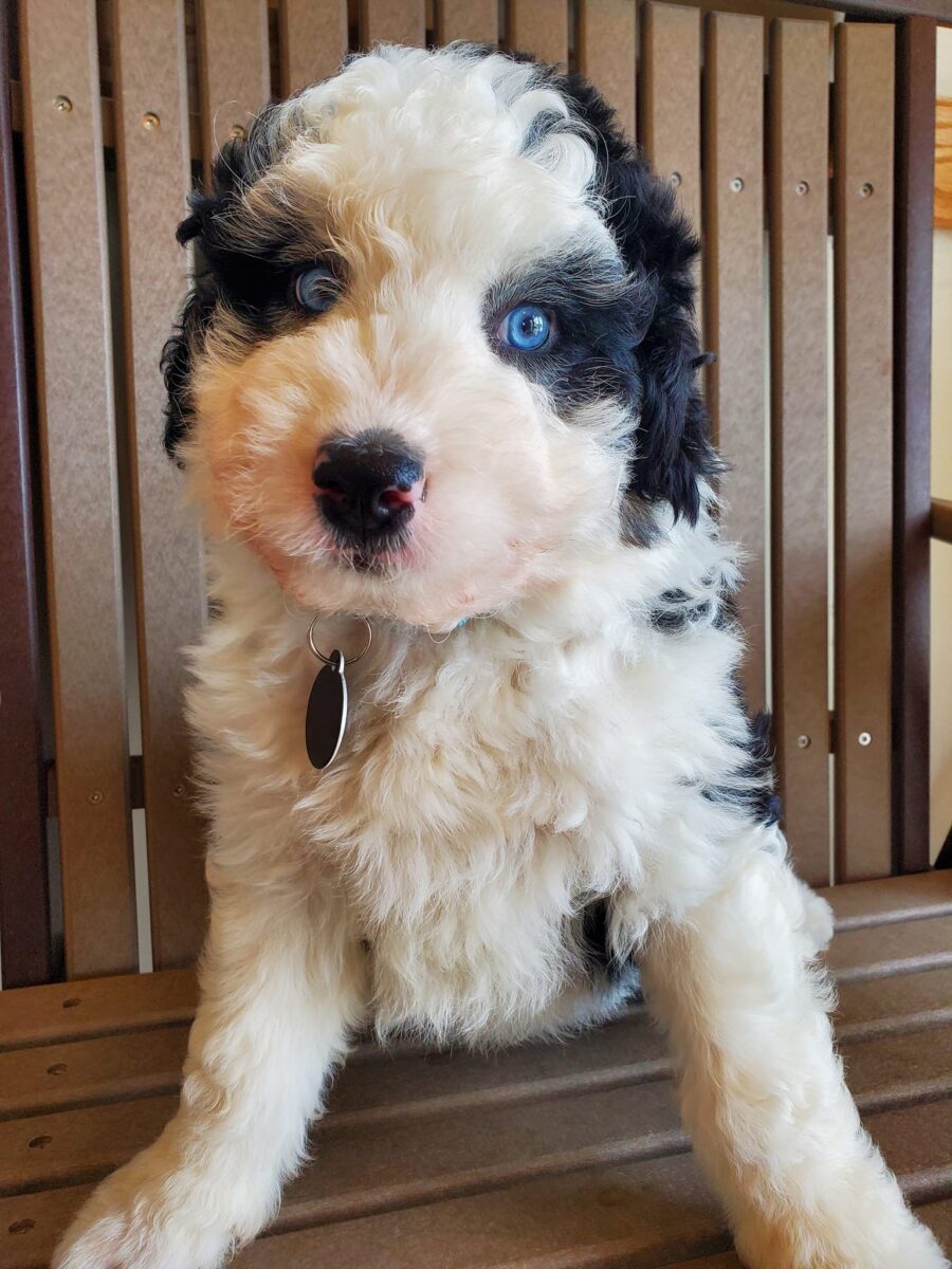 Taco - The Road Home Animal Project