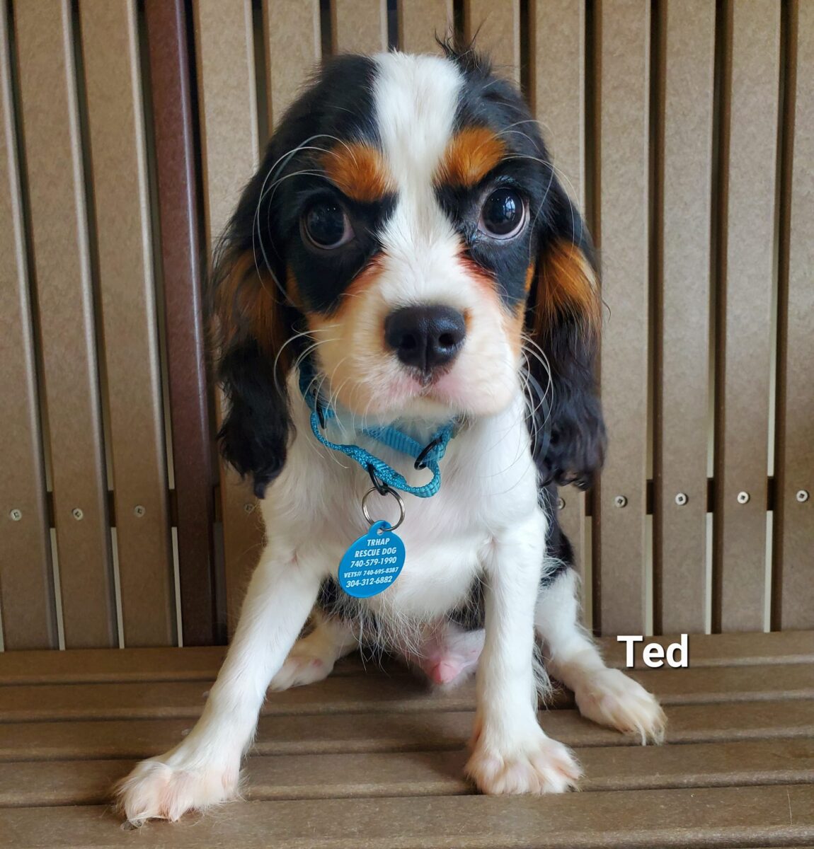 Ted - The Road Home Animal Project
