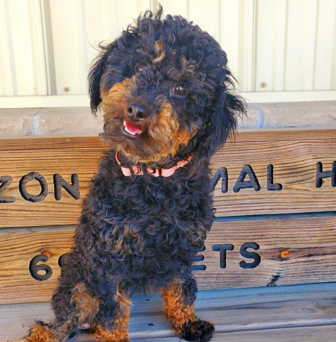 Kendra - The Road Home Animal Project