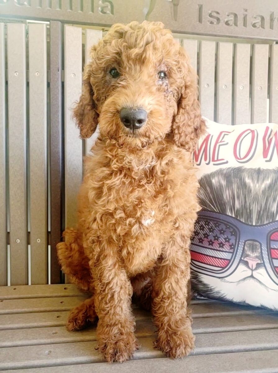 Amethyst - The Road Home Animal Project