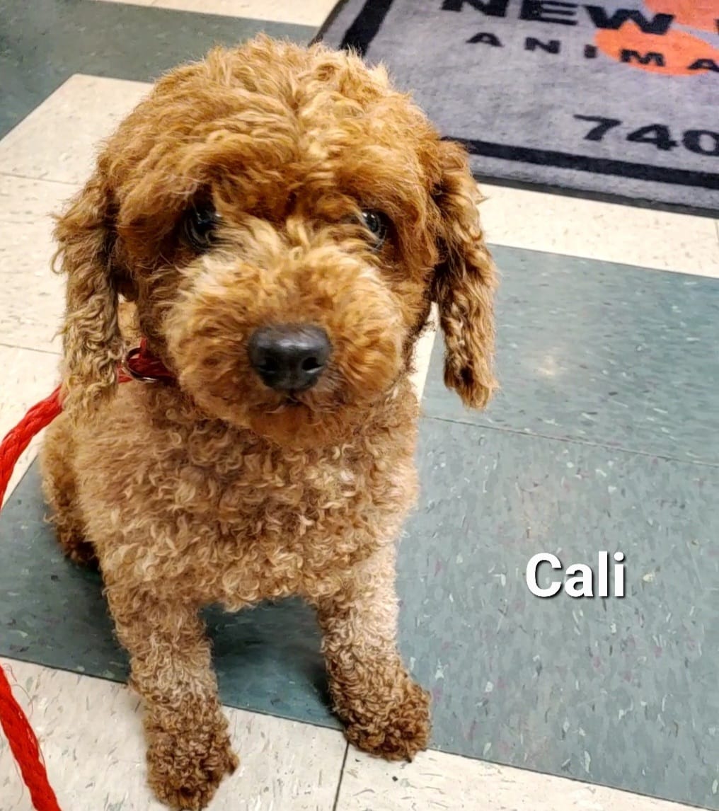 Cali - The Road Home Animal Project