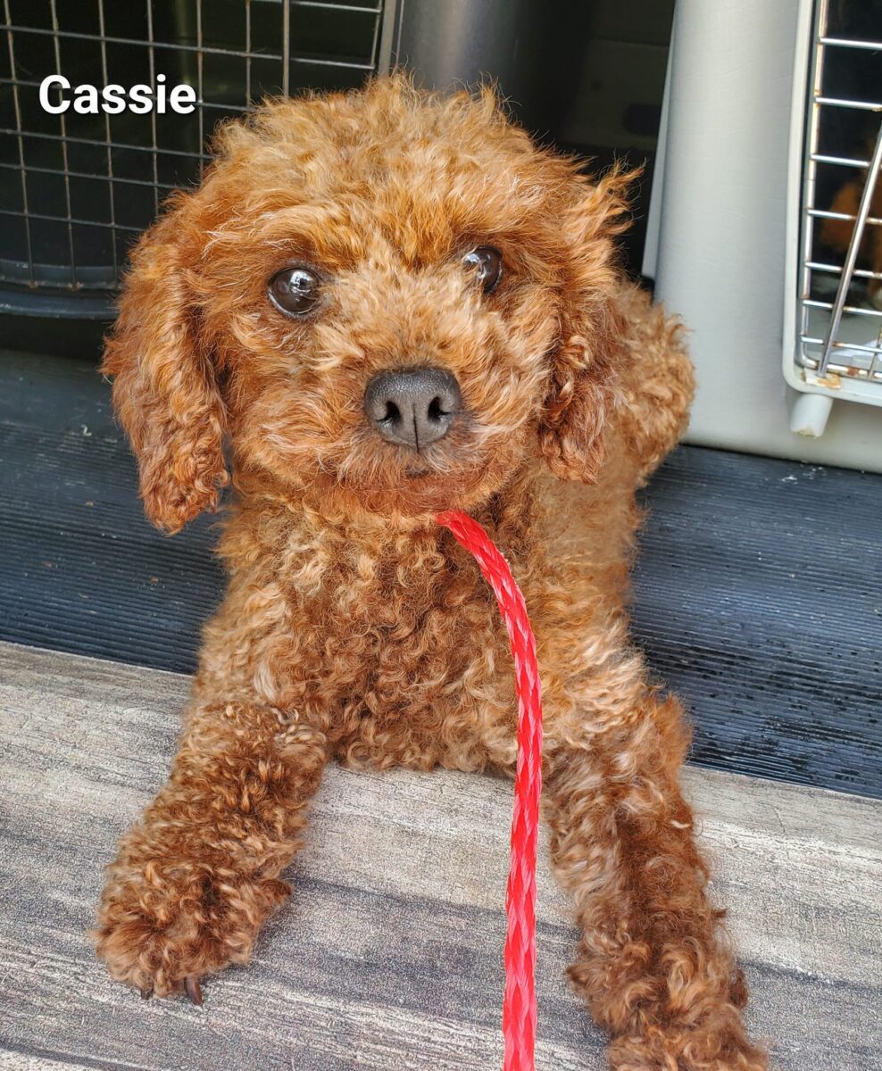 Cassie - The Road Home Animal Project