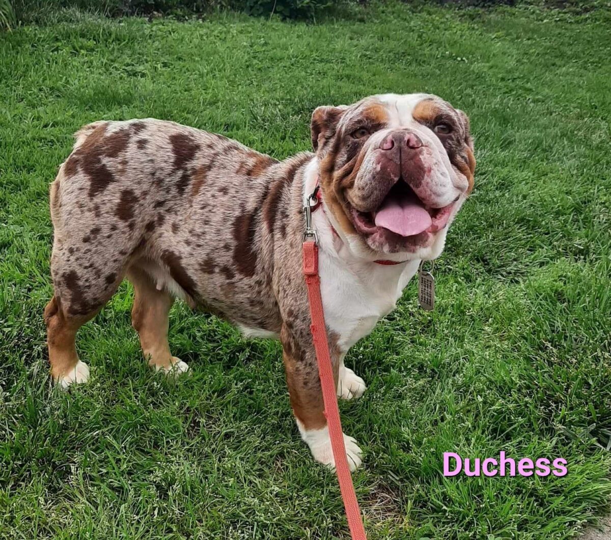 Duchess - The Road Home Animal Project