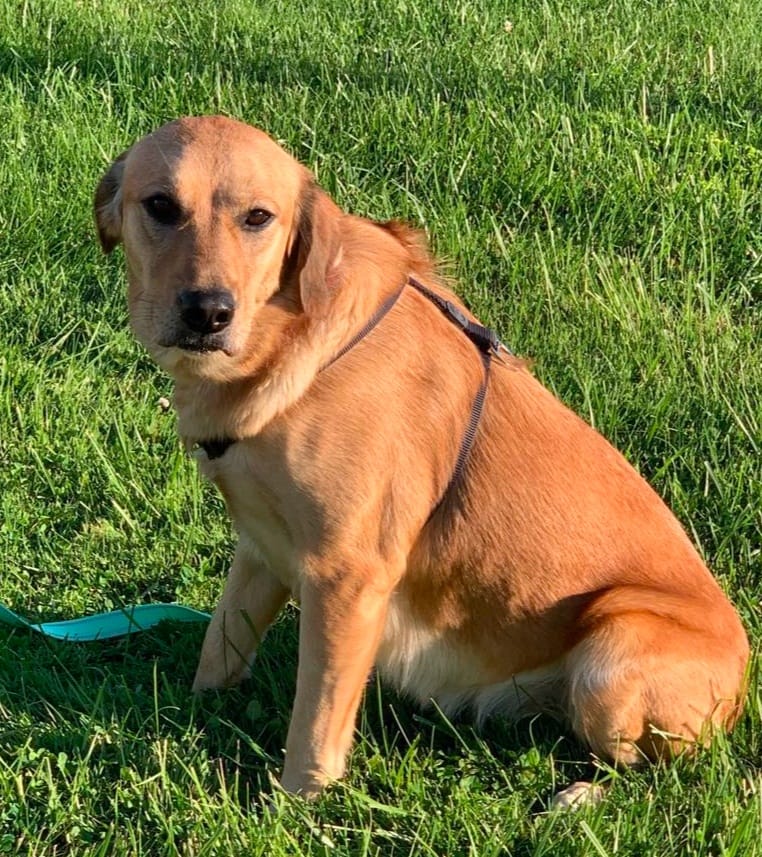 Electra - The Road Home Animal Project