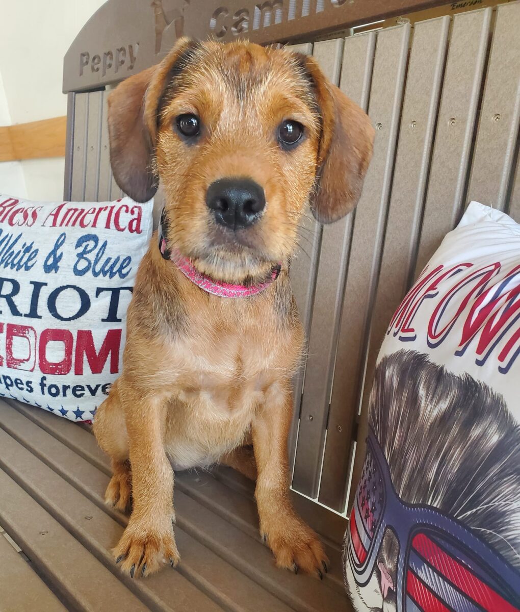 Sassy - The Road Home Animal Project