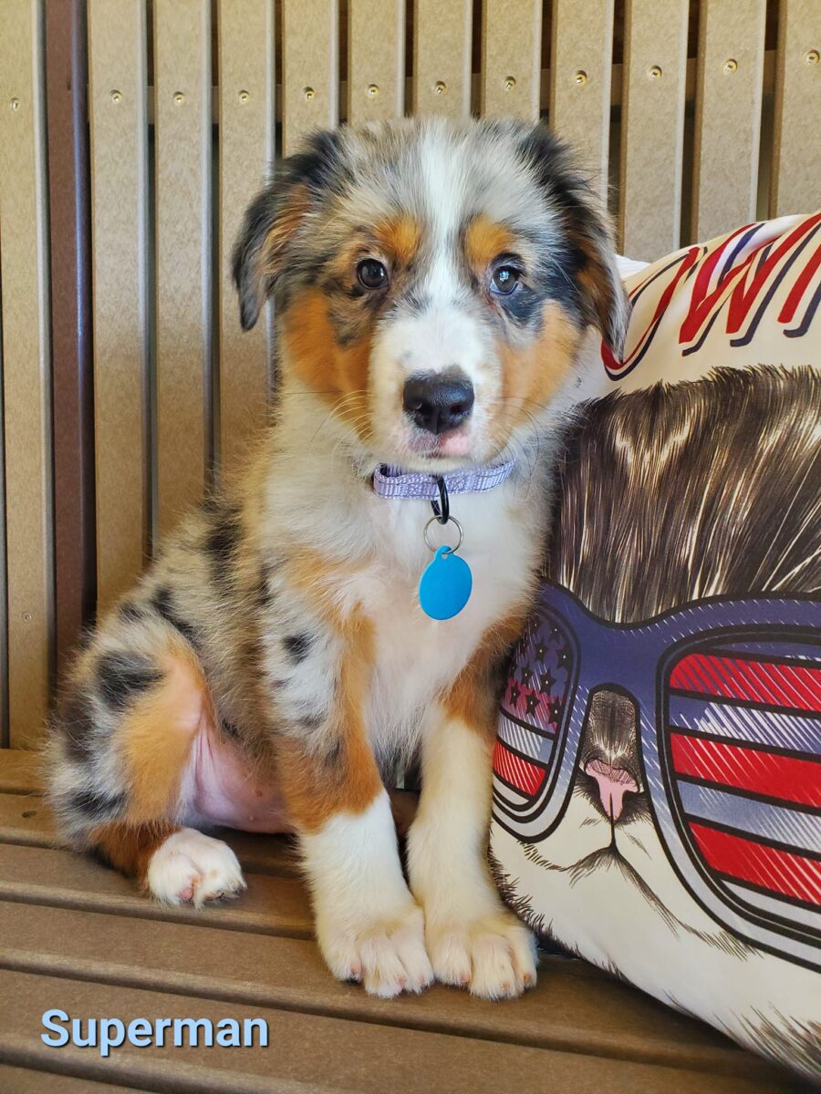 Superman - The Road Home Animal Project