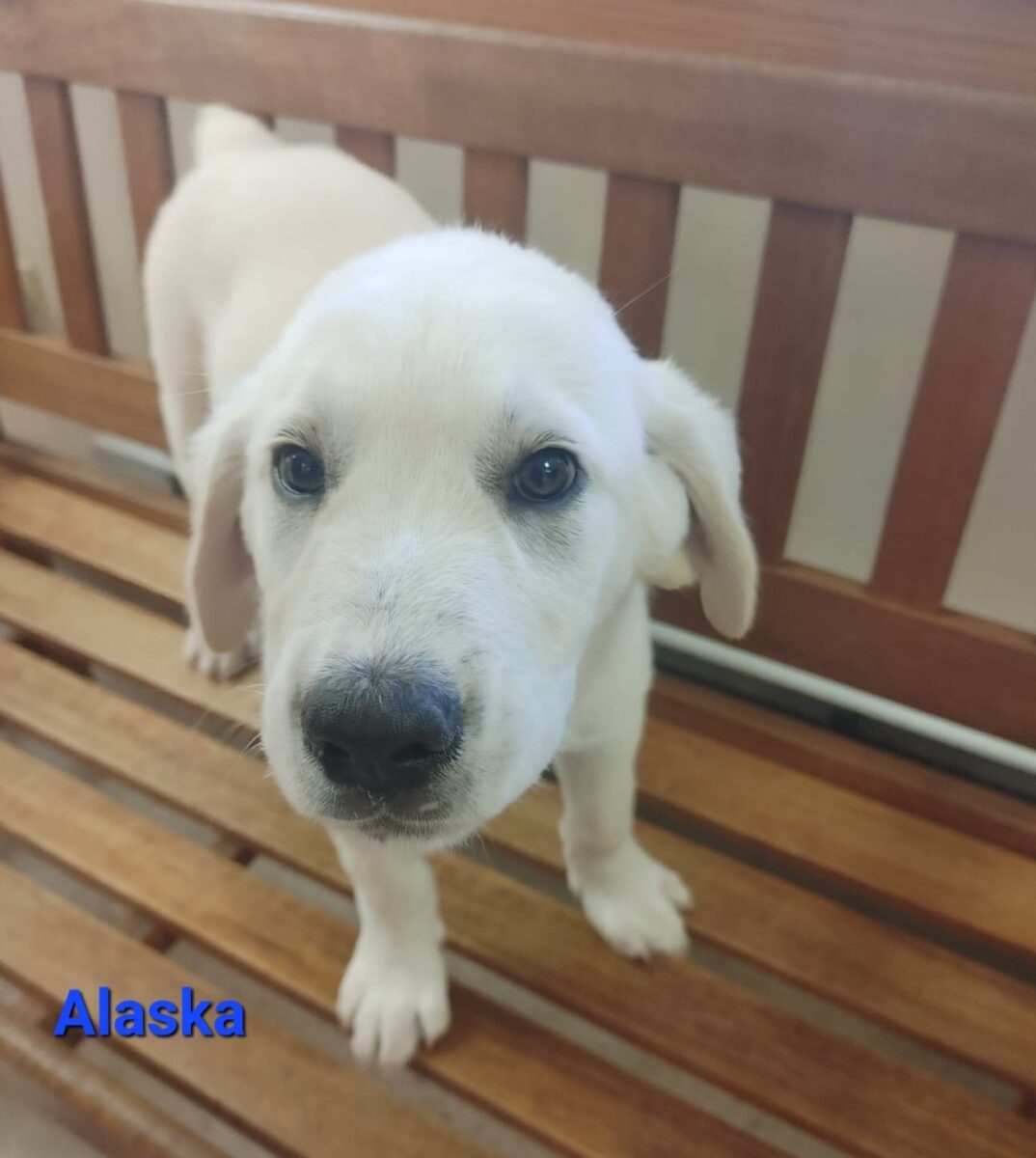 Alaska - The Road Home Animal Project
