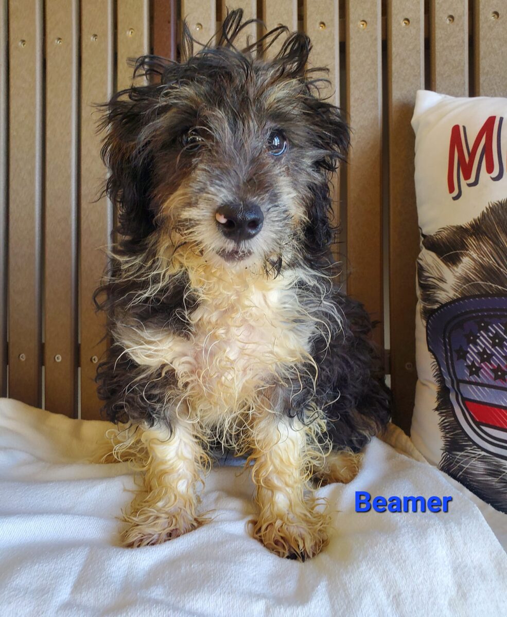 Beamer - The Road Home Animal Project